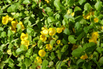 Lysimachia nummularia